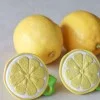 Гризалка JOHN LEMON Oli&Carol	